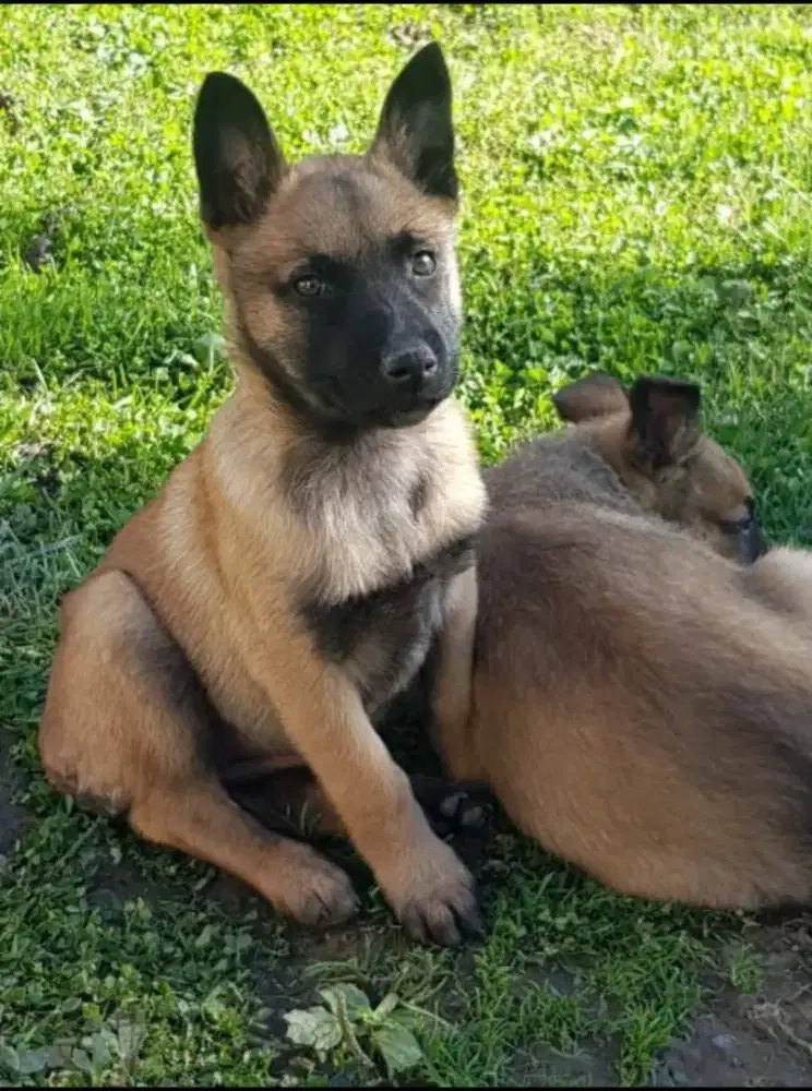 DIJUAL ANAK ANJING BELGIAN MALINOIS