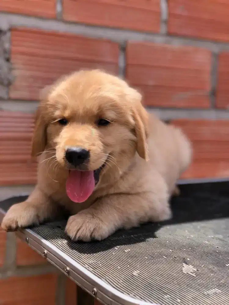 DIJUAL ANAK ANJING GOLDEN RETRIEVER