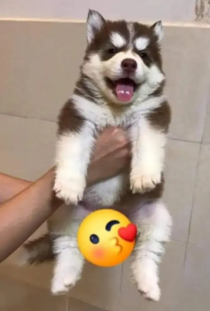 DIJUAL ANAK ANJING SIBERIAN HUSKY