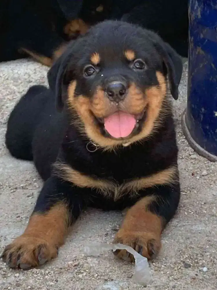 DIJUAL ANAK ANJING ROTTWEILER