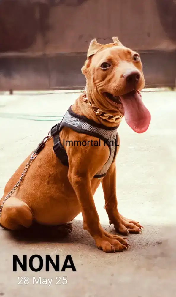 American Pitbull Female