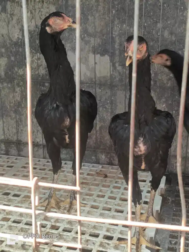 Ayam 4 Bulan Dari darah Shamo & Babon F1