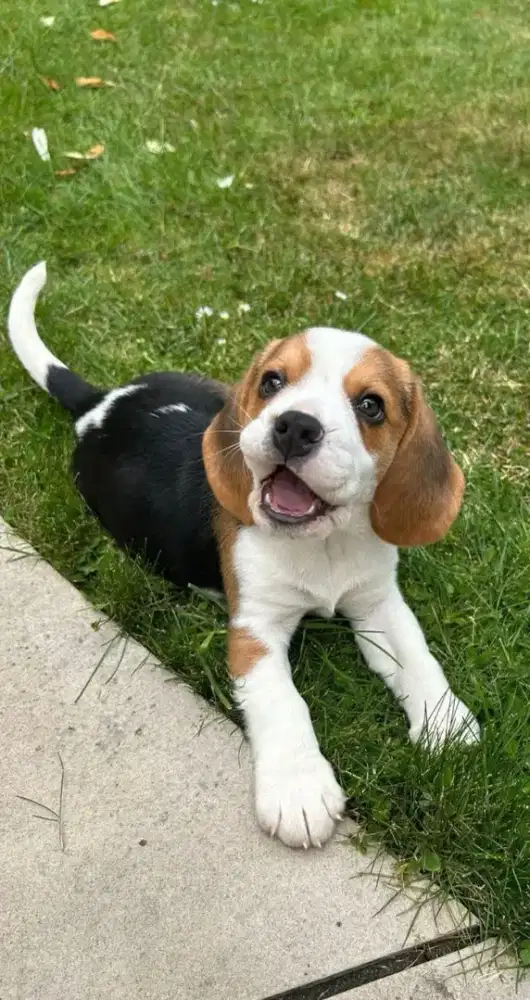 DIJUAL ANAK ANJING BEAGLE
