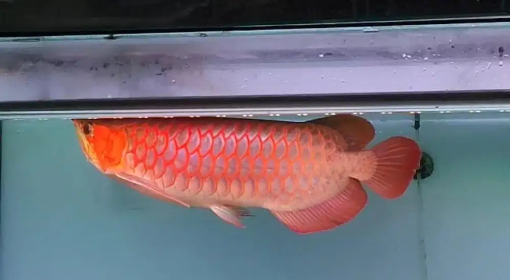 ikan arowana super red 50cm nego
