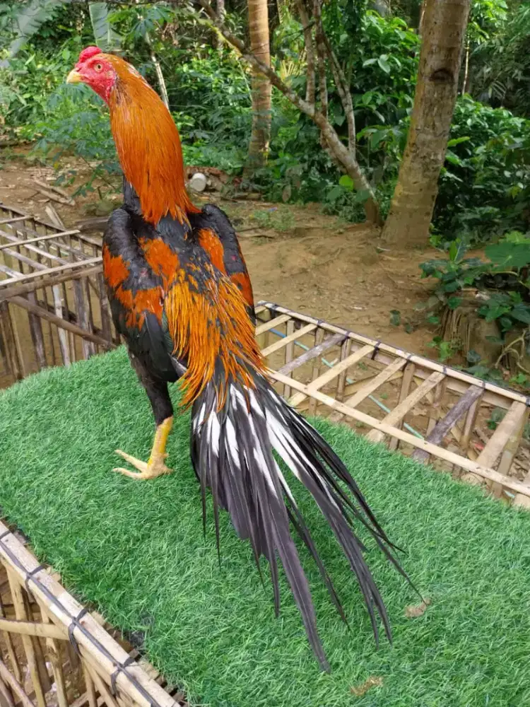 Ayam Jago Ekor Lidi