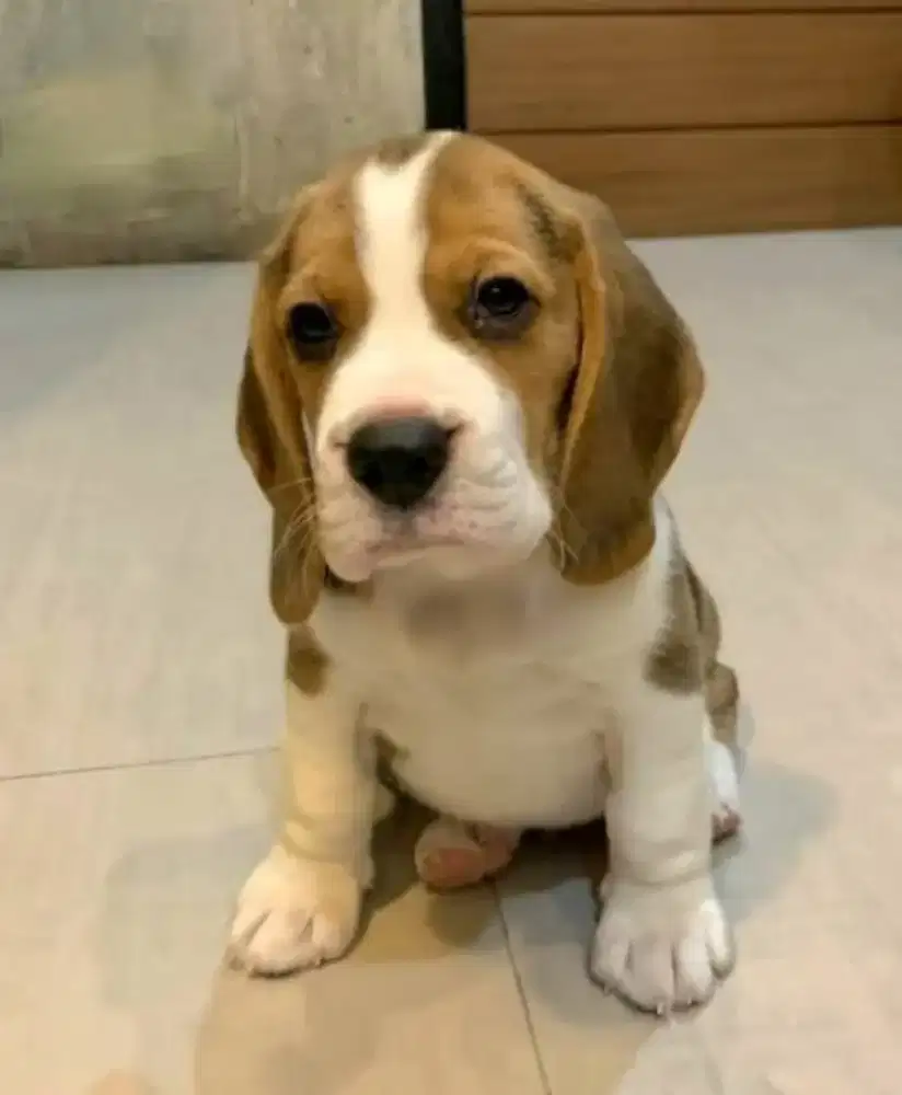 DIJUAL ANAK ANJING BEAGLE