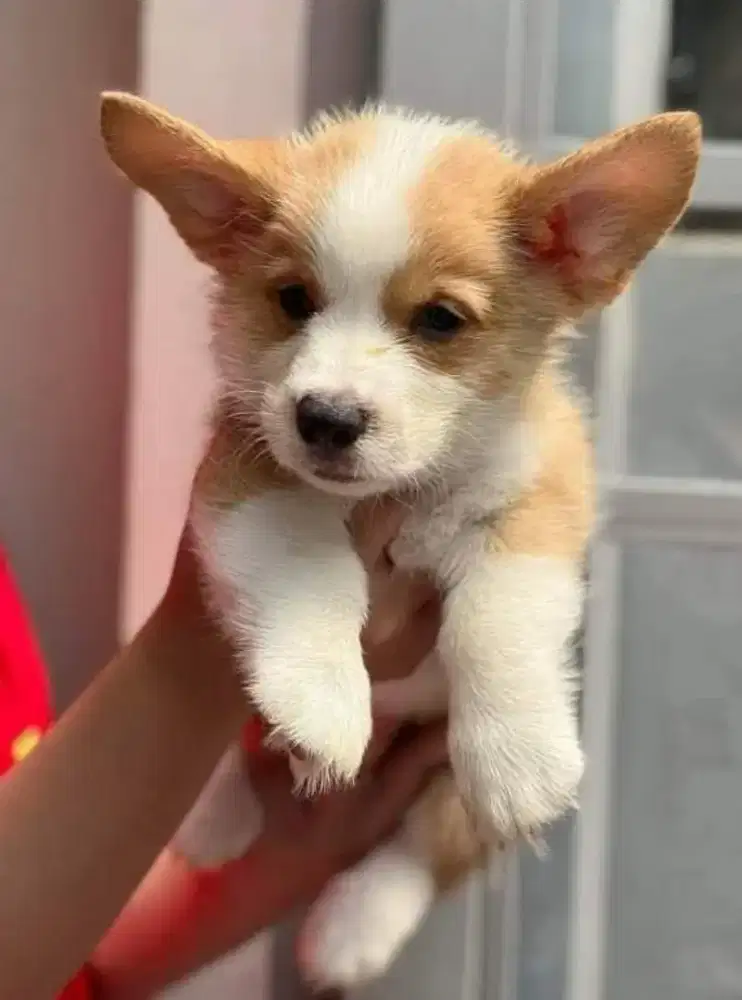 DIJUAL ANAK ANJING CORGI