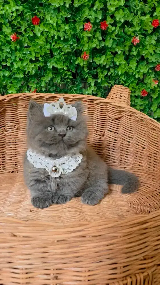 Munchkin British longhair