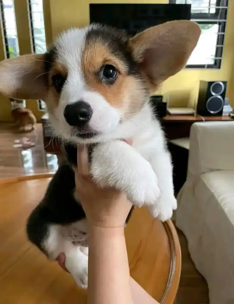 DIJUAL ANAK ANJING CORGI
