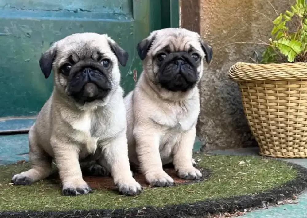 DIJUAL ANAK ANJING PUG
