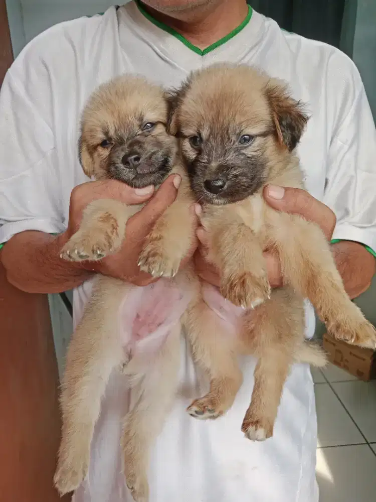 Golden mix Labrador