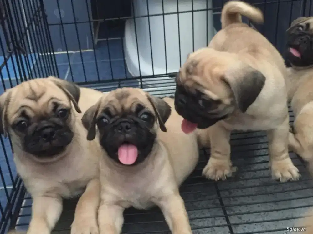 DIJUAL ANAK ANJING PUG