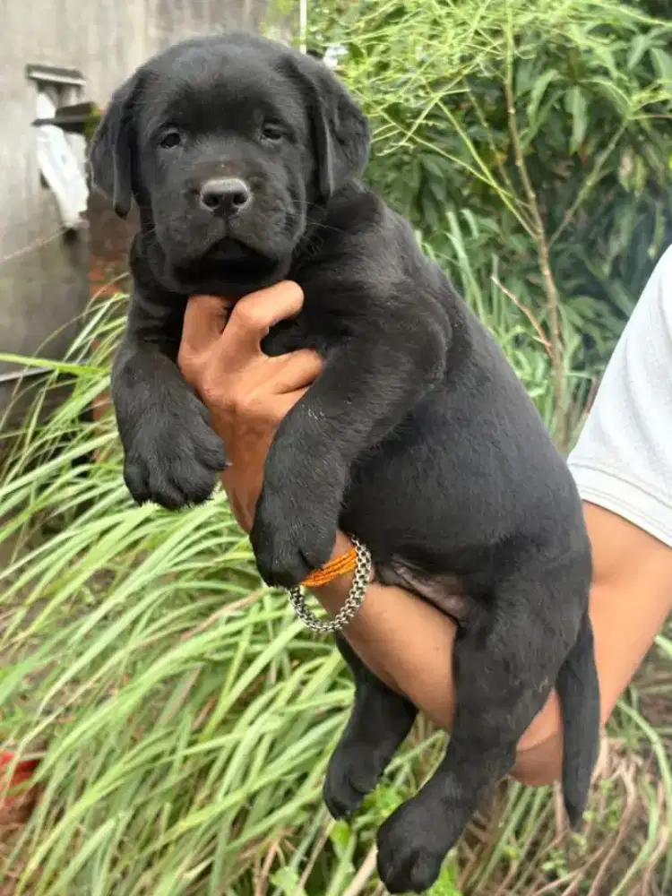 DIJUAL ANAK ANJING LABRADOR