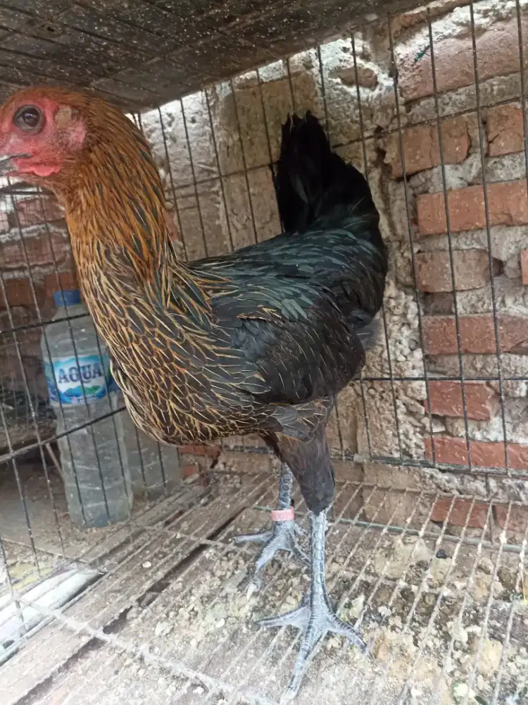 Ayam Pelung betina mata asem