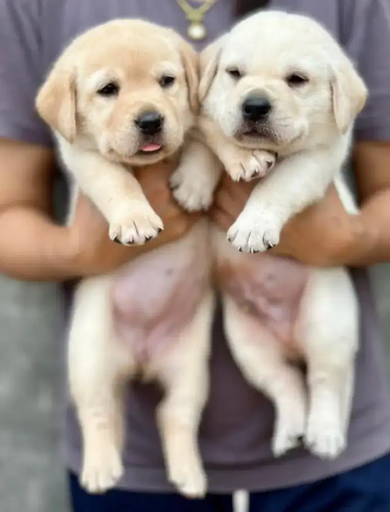 DIJUAL ANAK ANJING LABRADOR
