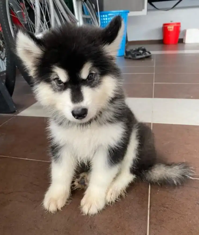 DIJUAL ANAK ANJING SIBERIAN HUSKY