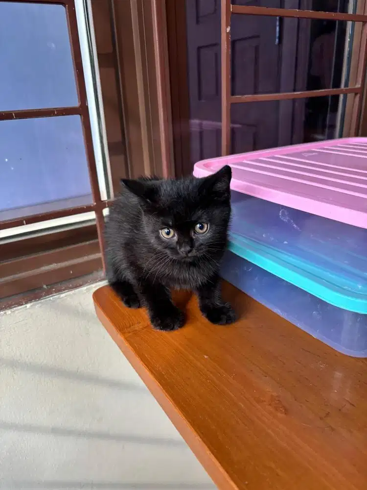 Open adopt BSH kitten purebreed, all black