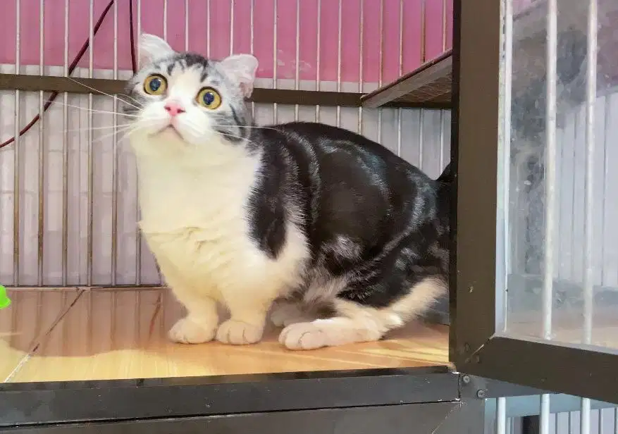Kucing kitten munchkin gaelic fold jantan