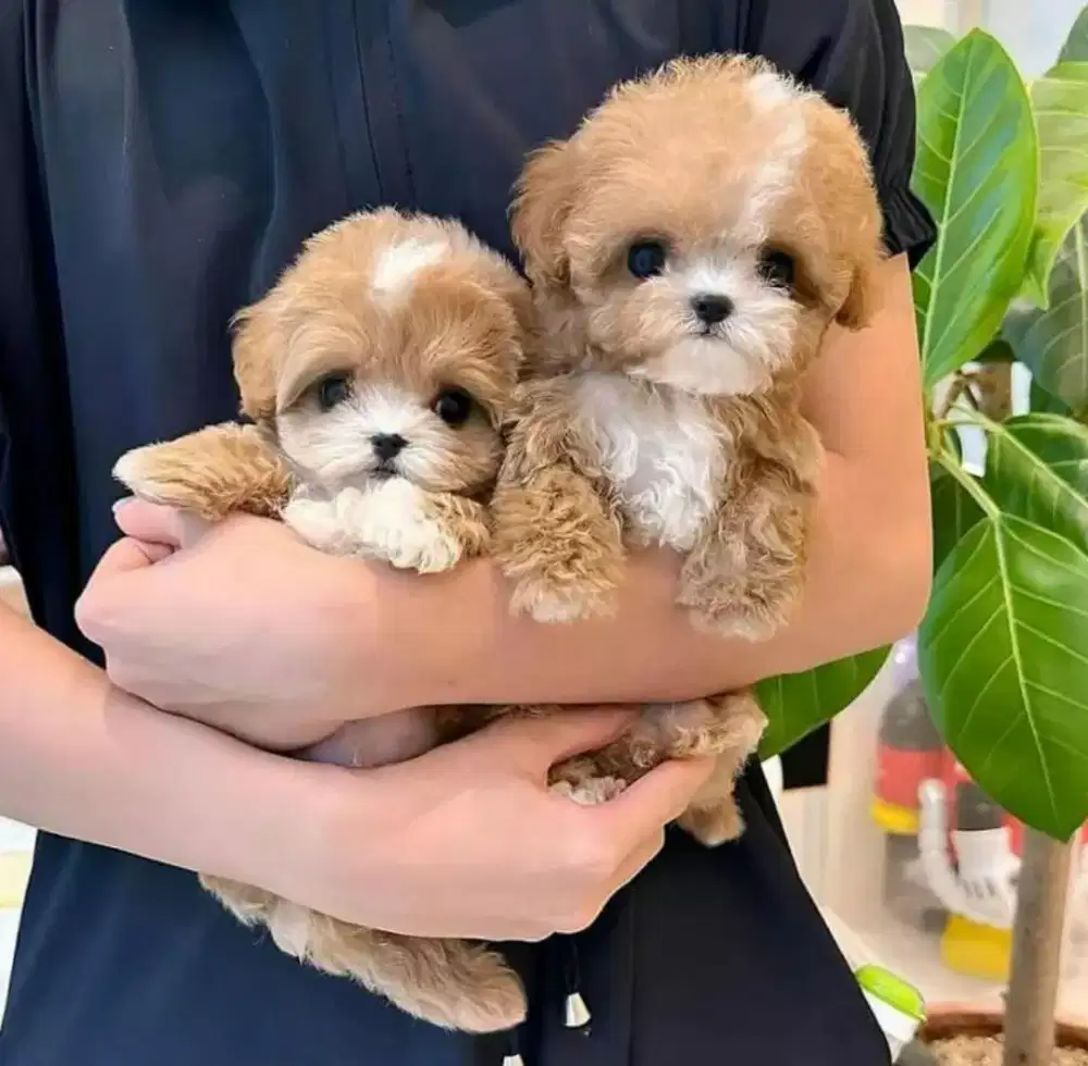 DIJUAL ANAK ANJING MALTESE MIX POODLE