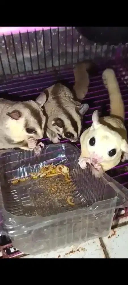 Sugar glider indukan 4 ekor
