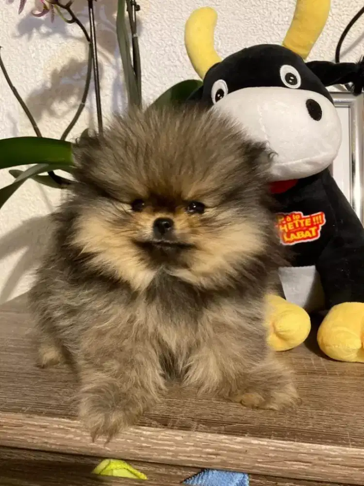 DIJUAL ANAK ANJING MINI POMERANIAN