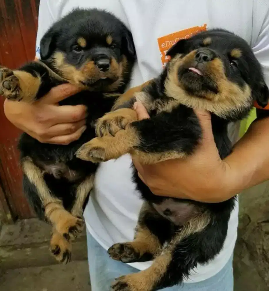 DIJUAL ANAK ANJING ROTTWEILER