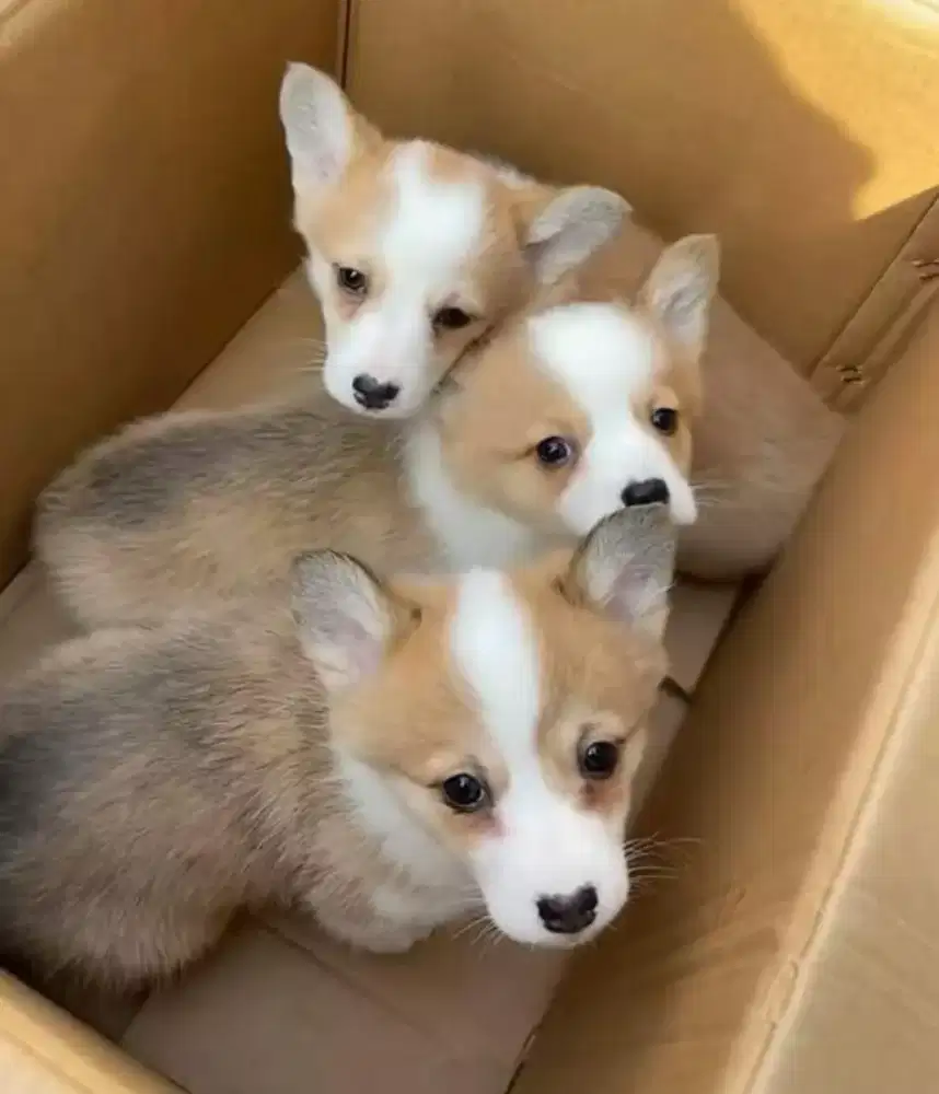 DIJUAL ANAK ANJING CORGY