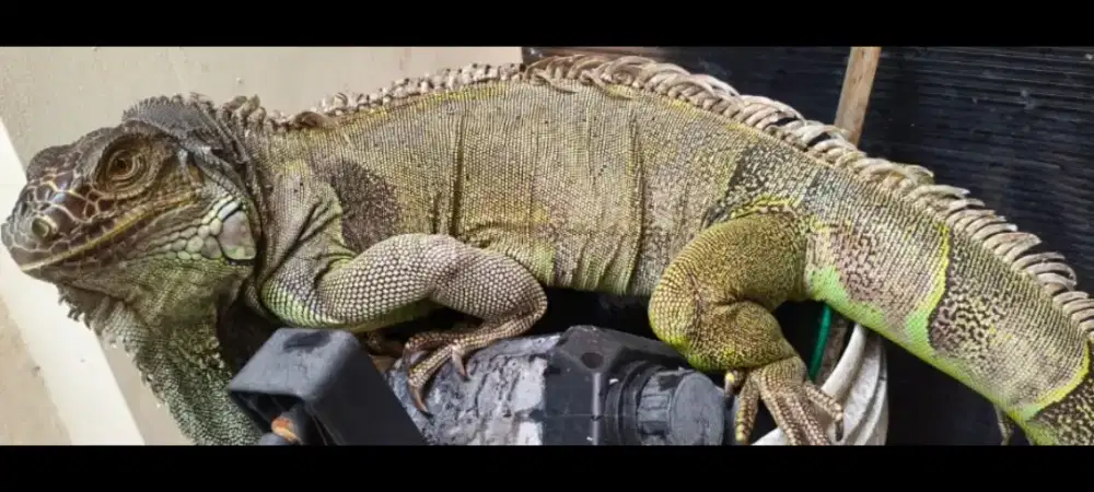Dijual Iguana Hijau Ukuran Jumbo