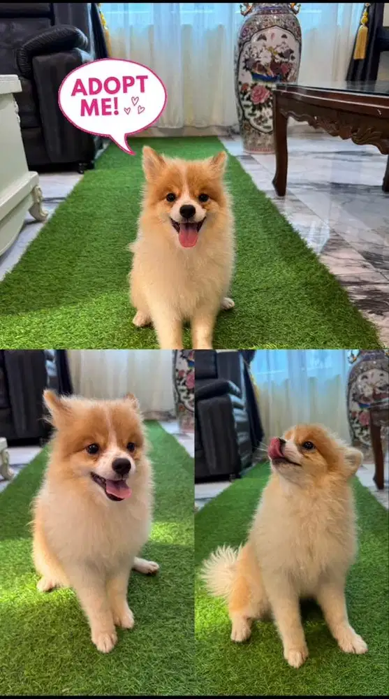 Anjing pomeranian 3 Tone warna