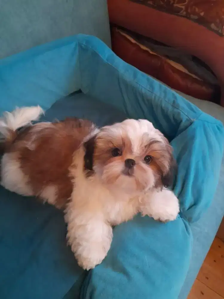 DIJUAL ANAK ANJING SHIHTZU