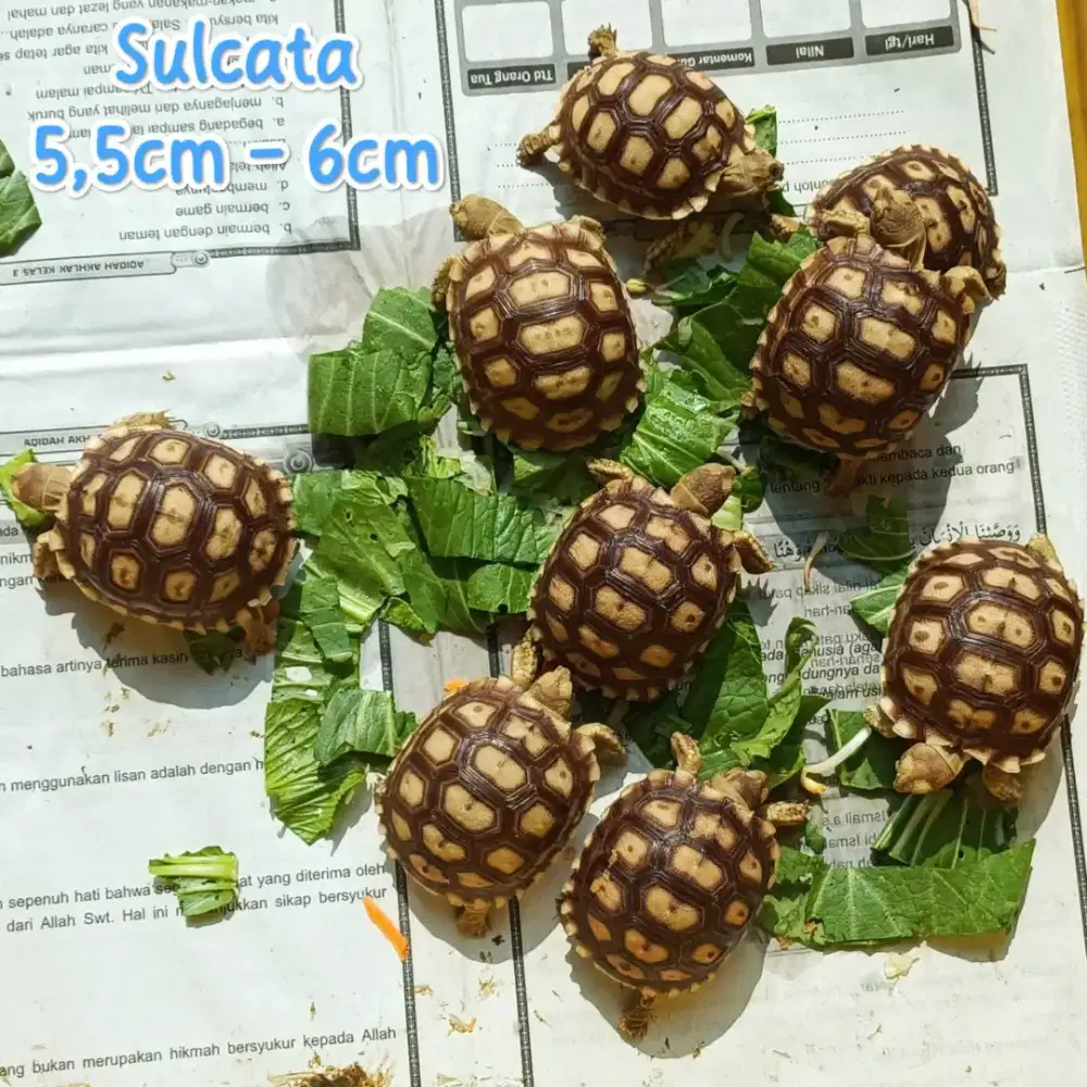Sulcata Size 5,5cm - 6cm