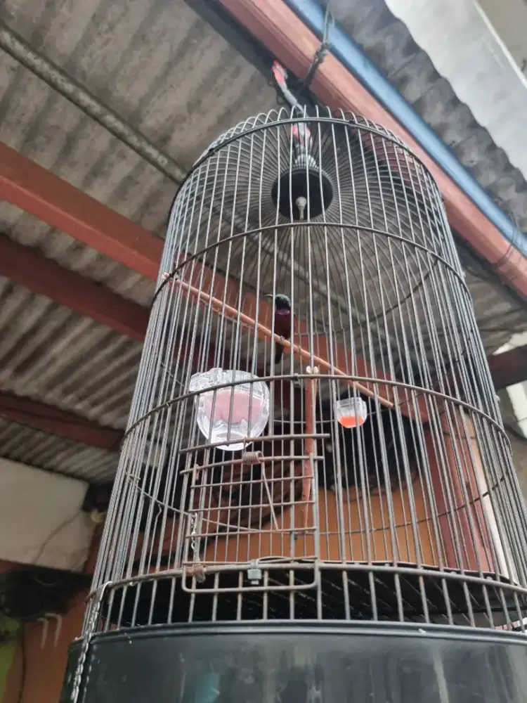 Konin dada merah, rajin bunyi