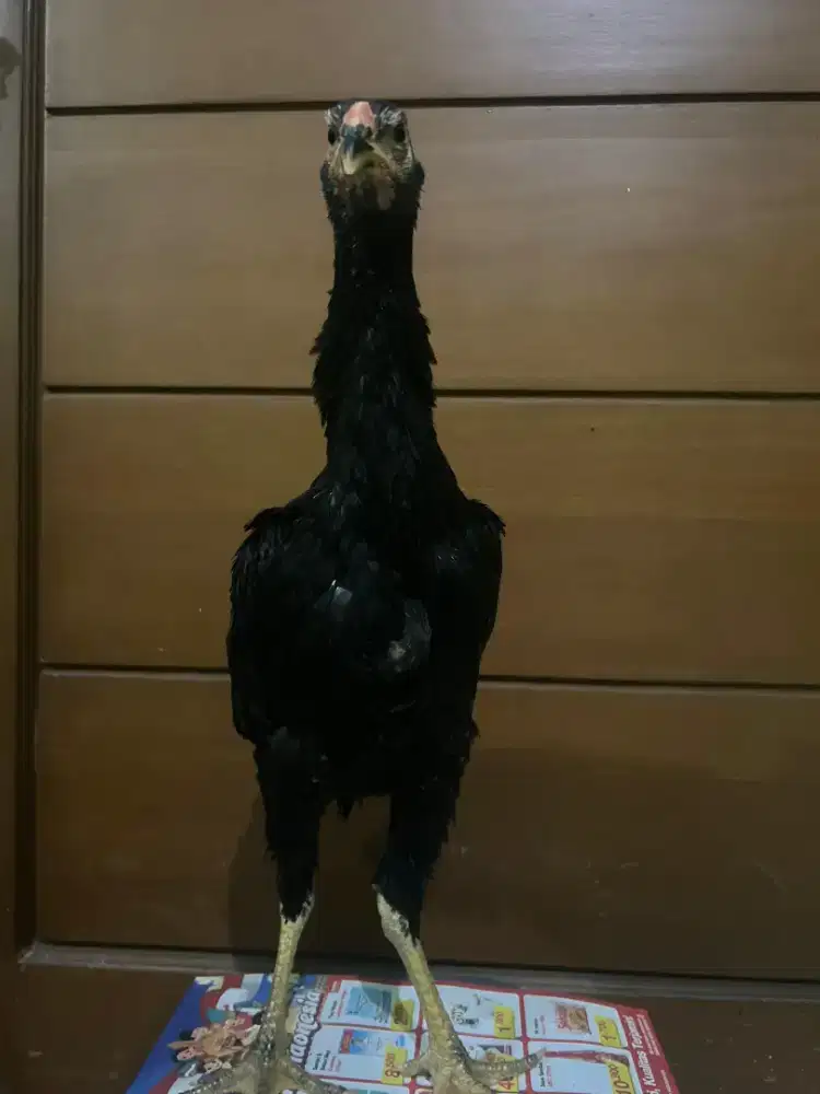 Black Shamo Japan usia 3bualanan