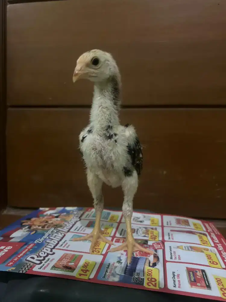 Shamo Japan tanaka Original usia 3mingguan