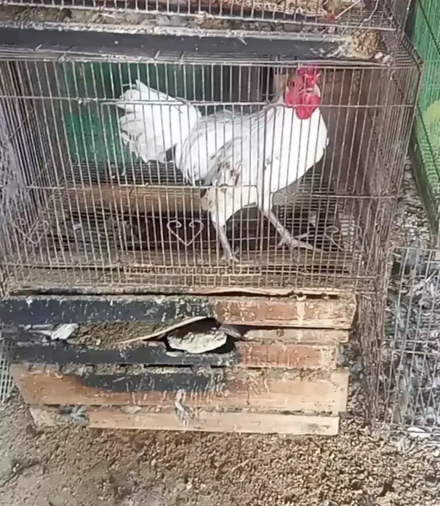 Ayam jago ketawa durasi
