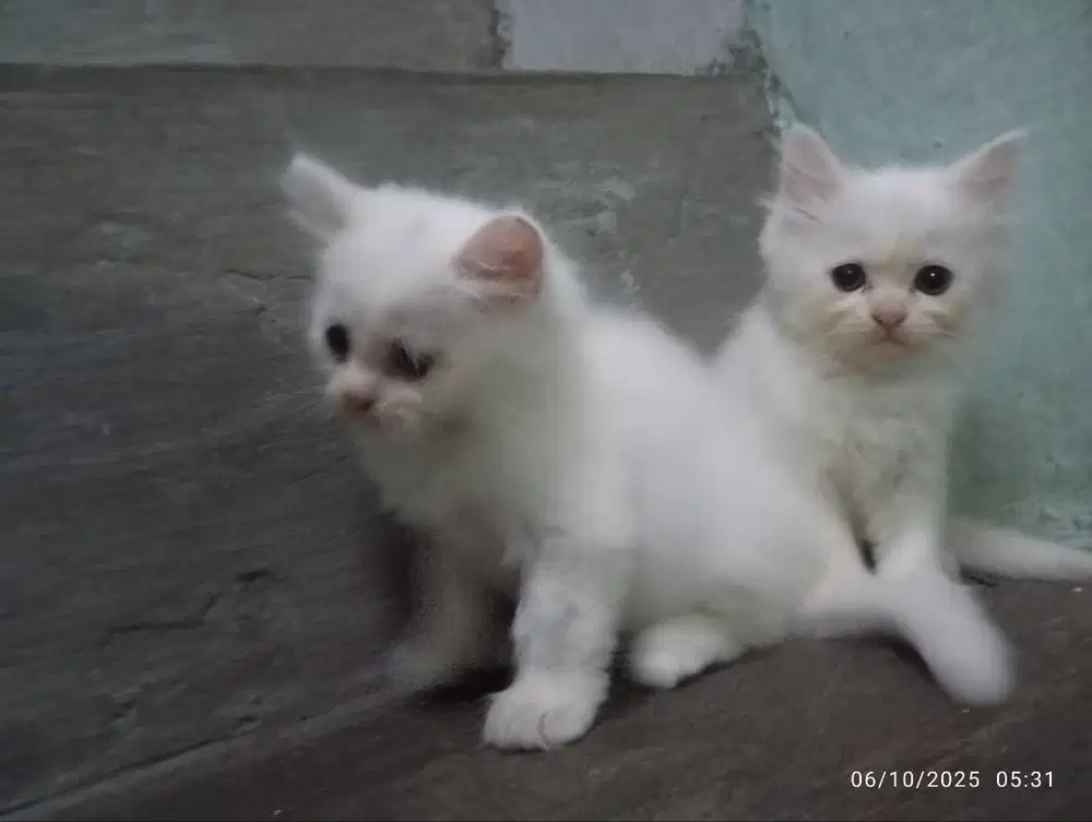 Anak kucing persia bulu gondrong