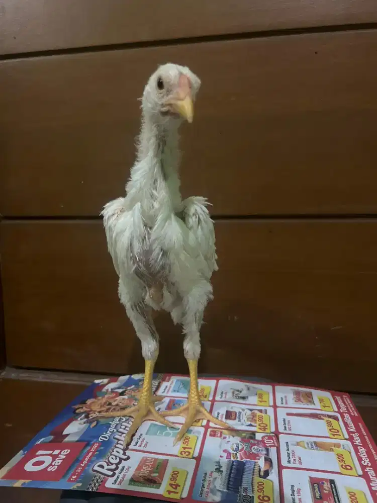 Shamo Japan Original usia 1,5bulan