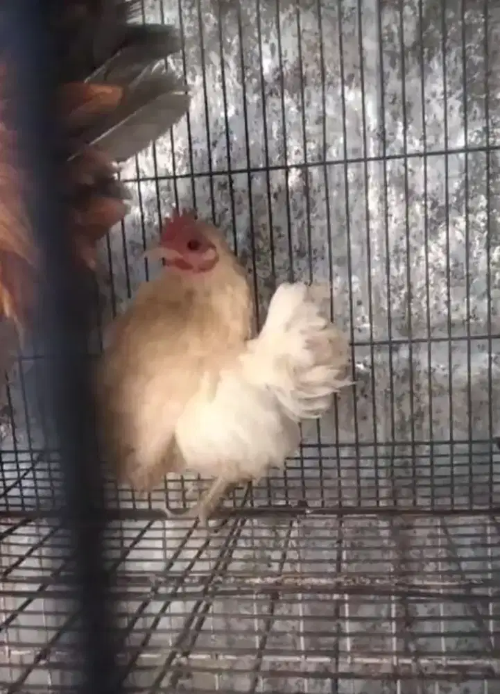 Ayam Serama betina induk selam