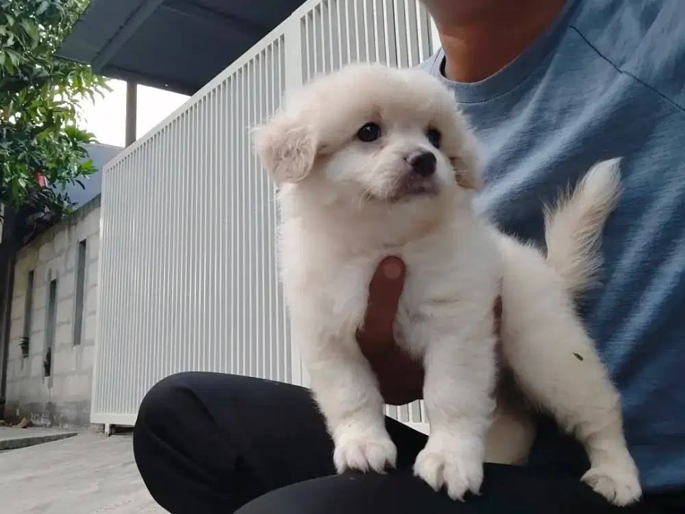 Situ mix pom mini