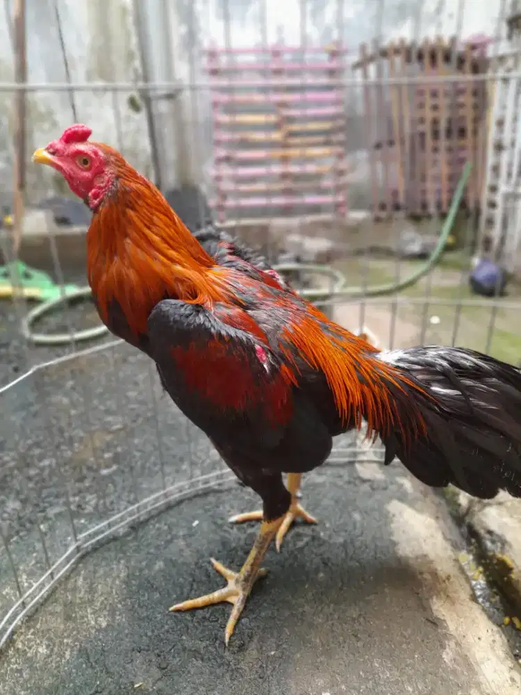 Ayam bangkok muda