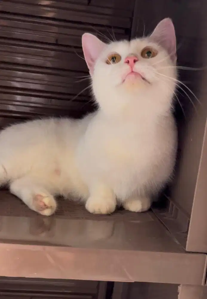 Kucing Munchkin british shorthair bsh british short hair