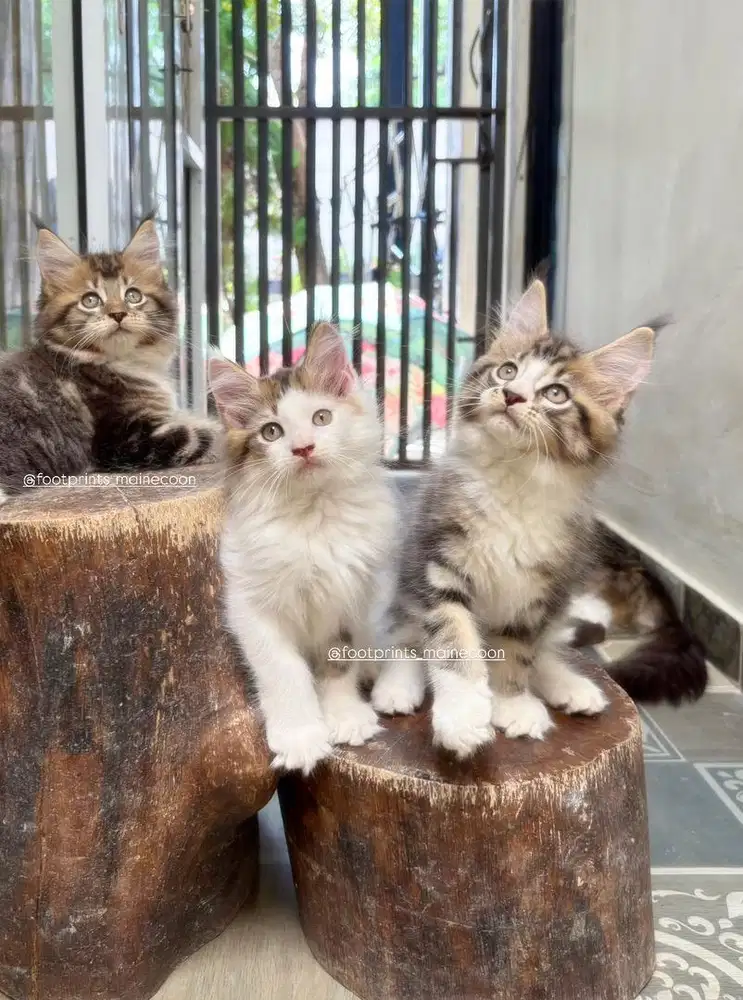 Kitten Mainecoon Kucing Maine Coon