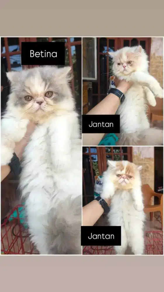 peaknose kitten