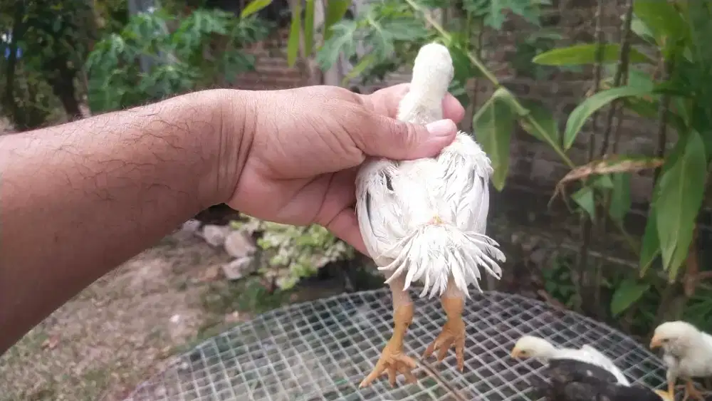 Anak ekor lidi mekar