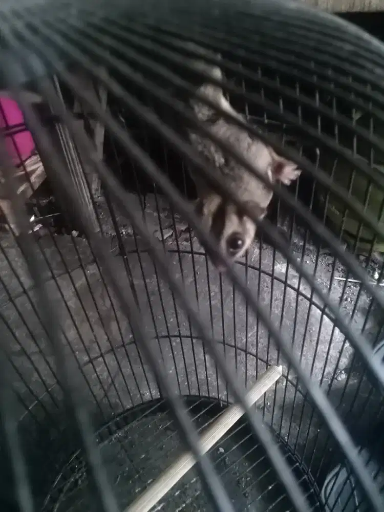 Sugar glider umur 5month