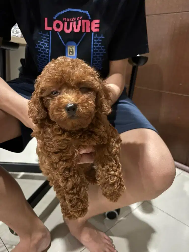 Puppy Toy Poodle