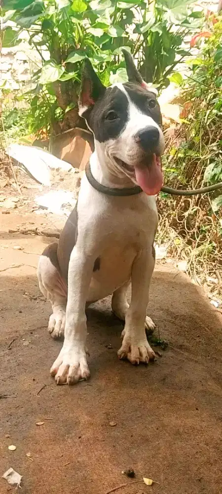 PITBUL BETINA BELANG SAPI