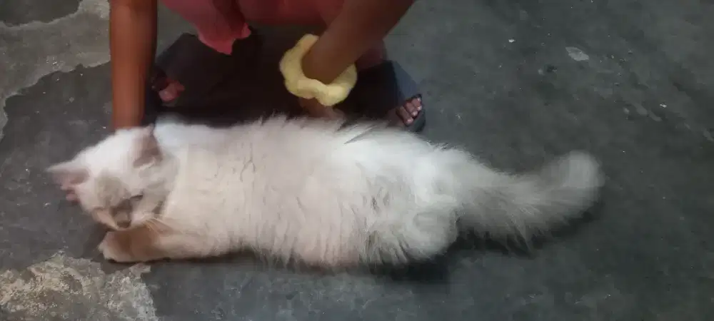 Kucing Himalaya Indukan