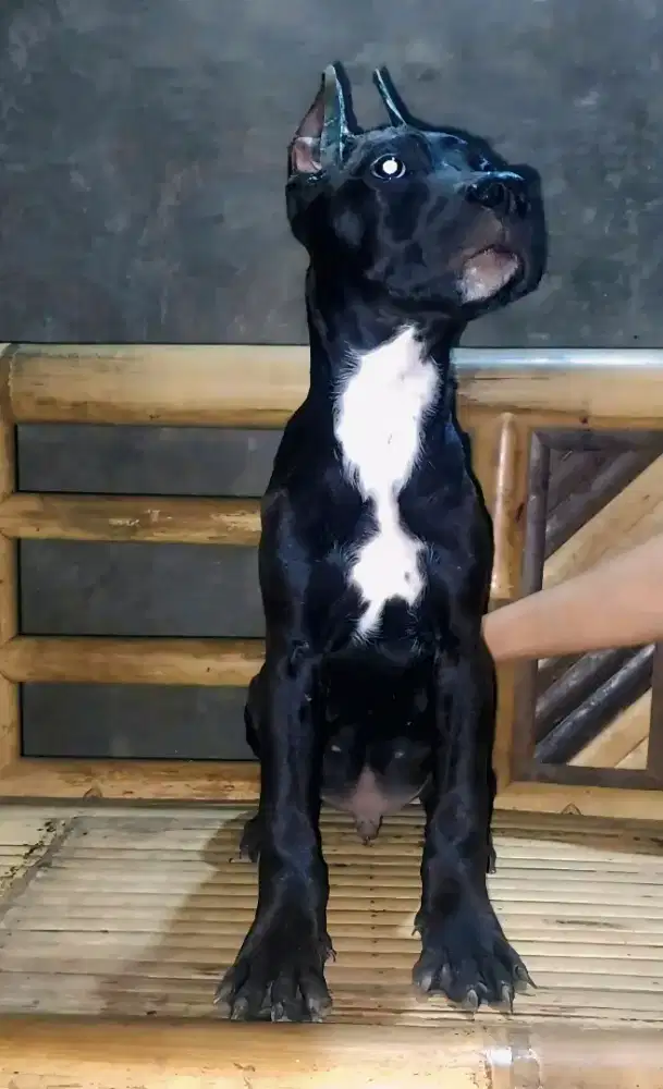 PITBUL JANTAN HITAM