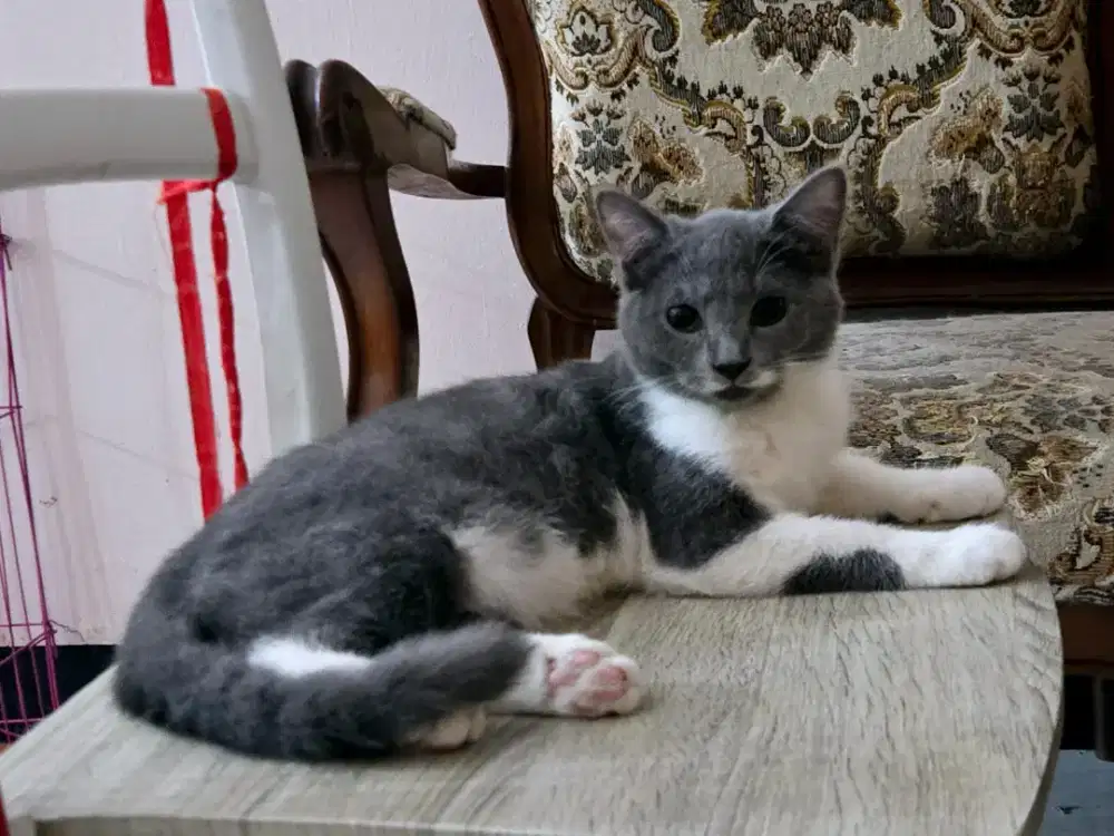 BRITISH SHORTHAIR BSH BICO BLUE JANTAN NONPED